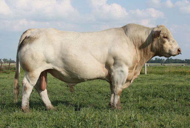 Bò Charolais