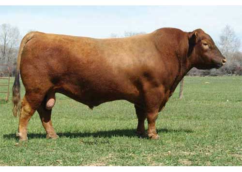 Bò red angus